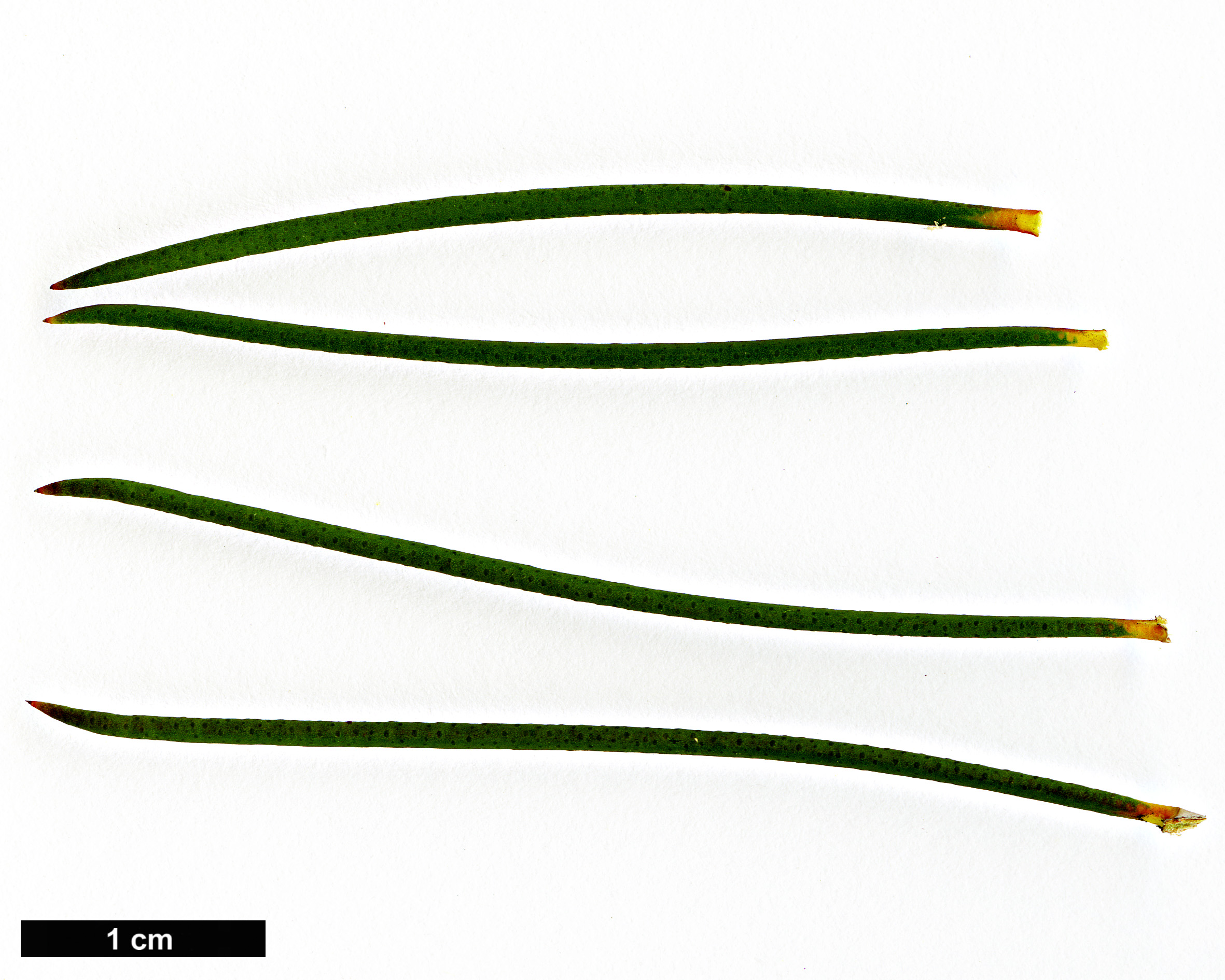 High resolution image: Family: Myrtaceae - Genus: Melaleuca - Taxon: teretifolia - SpeciesSub: ‘Georgiana Molloy’